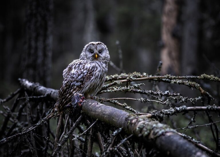 Гороскоп для знаків зодіаку на 21 січня 2025 року