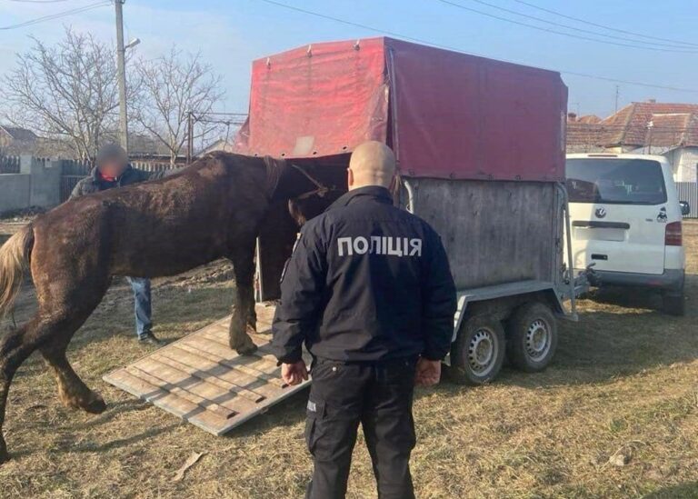 Закарпатцю загрожує ув'язнення за знущання з коня