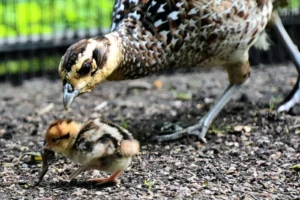 У столичному зоопарку родина королівських фазанів поповнилася пташенятами (фото)