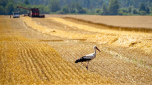 Земельний банк: вартість землі на аукціонах зросла у сім разів