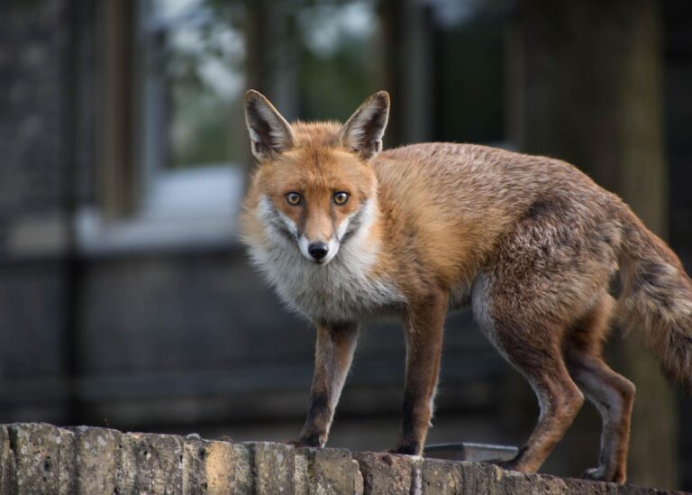 В одному з районів Києва запровадили карантин через сказ у лисиці