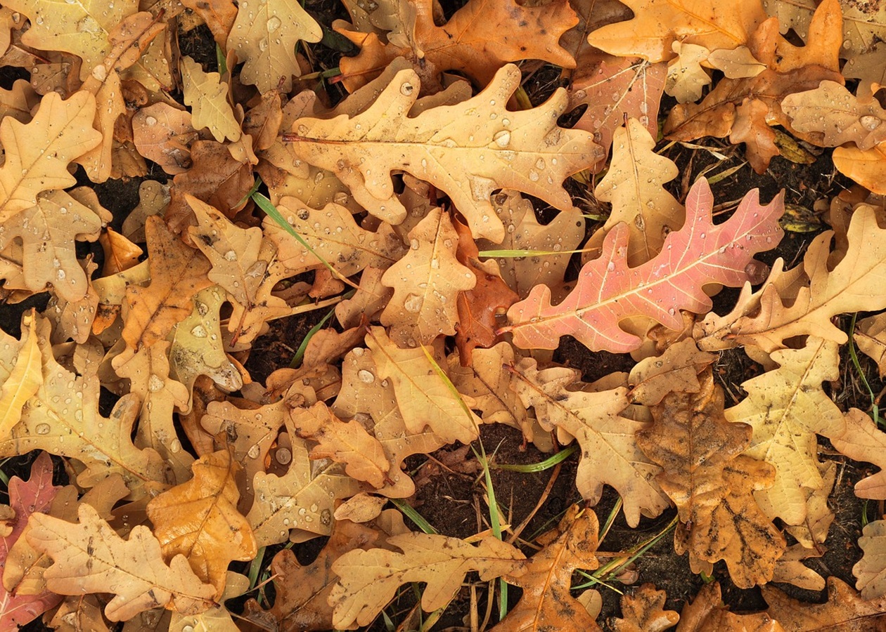 Гороскоп для всіх знаків зодіаку на 24 жовтня 2025 року