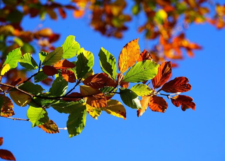 Гороскоп для всіх знаків зодіаку на вихідні 15-16 листопада 2025 року