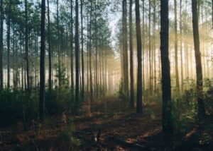 Під Буковелем незаконно приватизували 6 га лісу