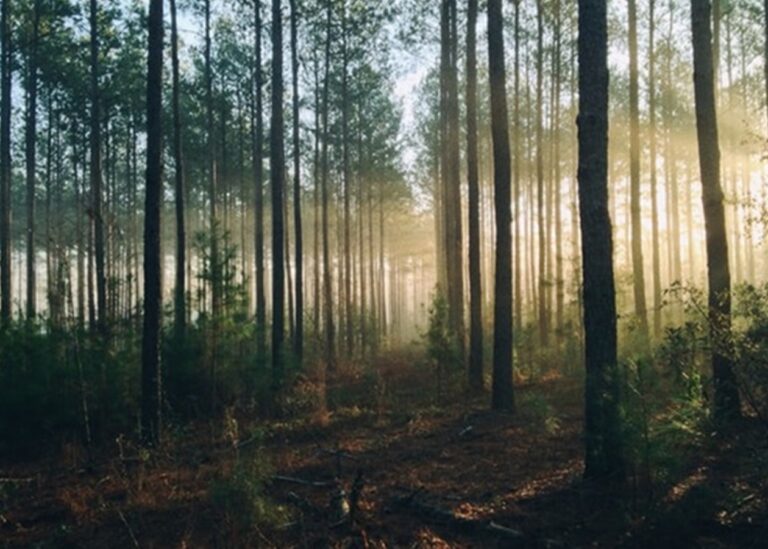 Під Буковелем незаконно приватизували 6 га лісу