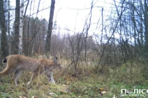 У Чорнобильському заповіднику до фотопастки потрапив небезпечний хижак (фото)