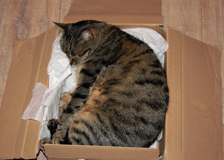 У Німеччині жінка відправила кішку поштою