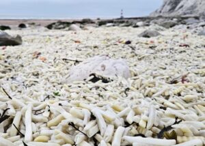 В Англії на узбережжя викинуло тонни картоплі фрі та цибулі
