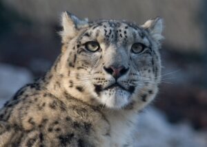 Туристка в Китаї постраждала від нападу барса, намагаючись зробити фото