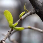 Синоптики спрогнозували, яким буде березень в Україні