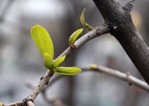 Синоптики спрогнозували, яким буде березень в Україні