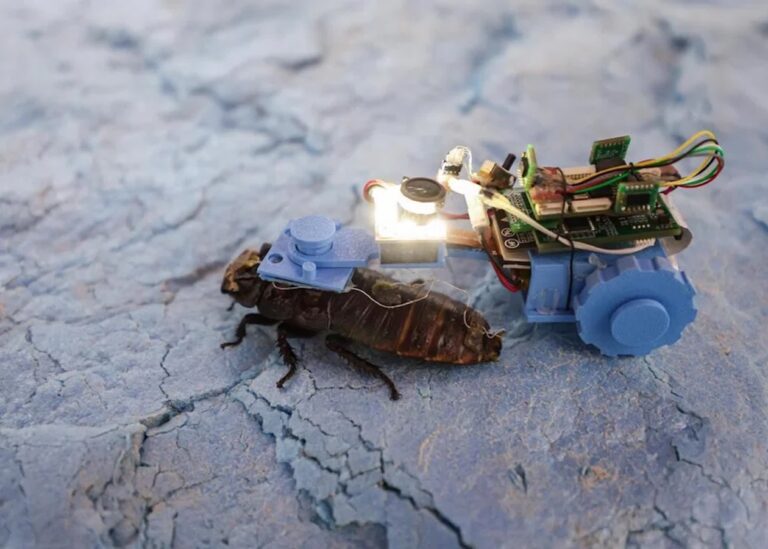 Сінгапурські вчені створили тарганів-кіборгів