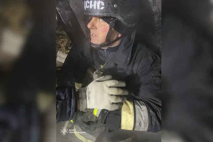Чернігівщина: ДСНС врятувала кота, який опинився під завалами після удару РФ