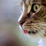 Стало відомо, для чого котам вуса