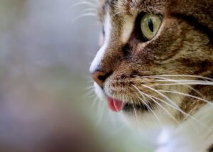 Стало відомо, для чого котам вуса