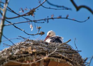 У знаменитих лелек Грицика і Одарки поповнення