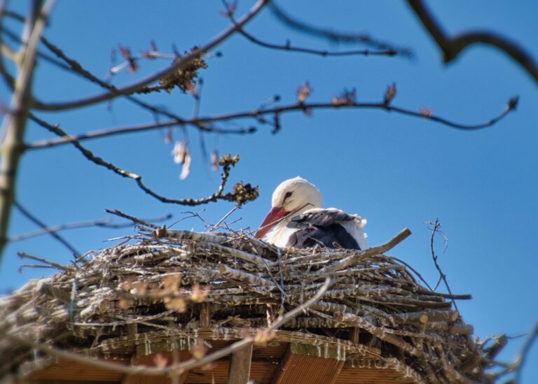 У знаменитих лелек Грицика і Одарки поповнення