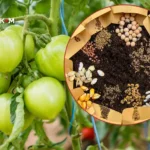 Як правильно вибирати насіння овочів: 10 порад фахівця