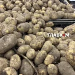 Картопля подорожчає восени? Науковець пояснив, як спека вплинула на врожай