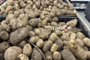 Картопля подорожчає восени? Науковець пояснив, як спека вплинула на врожай