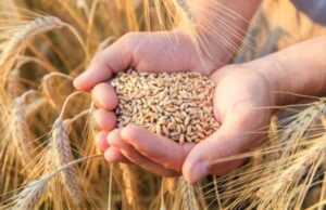 Світові ціни на сировину злетять на 23%: Світовий банк попередив про подорожчання продуктів
